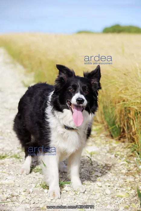 : Dog. Border Collie in field