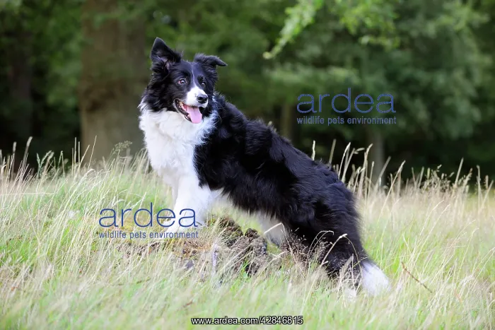  : Dog. Border Collie in field