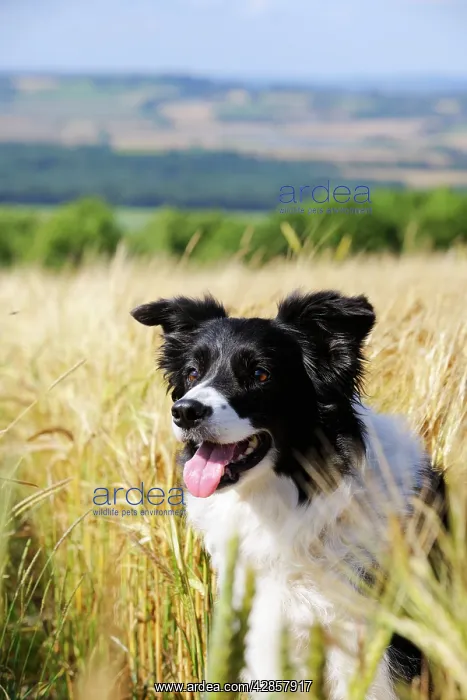  : Dog. Border Collie in field