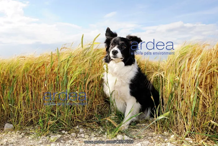  : Dog. Border Collie in field