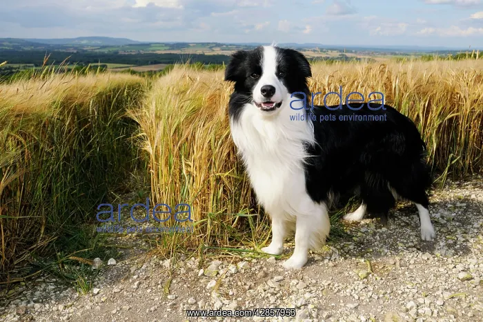  : Dog. Border Collie in field