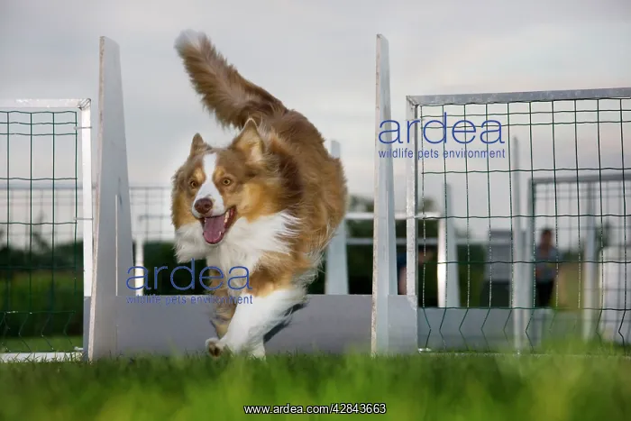  : Dog - Border Collie flyball