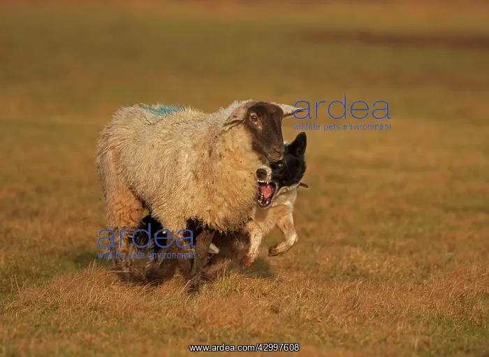  : Dog - Border Collie herding sheep - Herefordshire - England