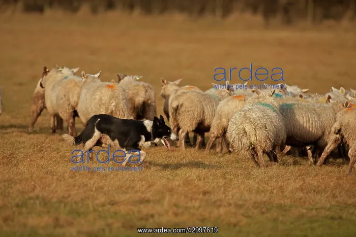  : Dog - Border Collie herding sheep - Herefordshire - England