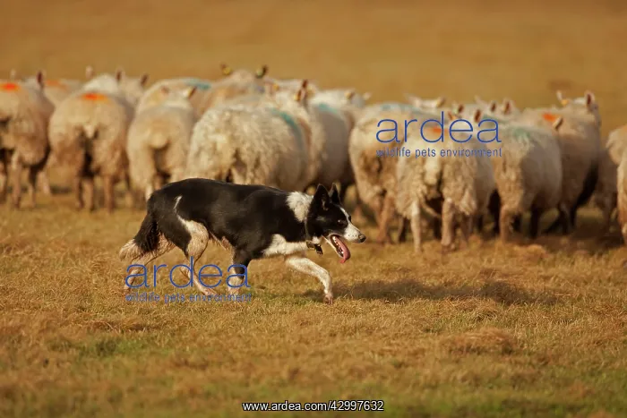 : Dog - Border Collie herding sheep - Herefordshire - England : Dog - Border Collie herding sheep - Herefordshire - England