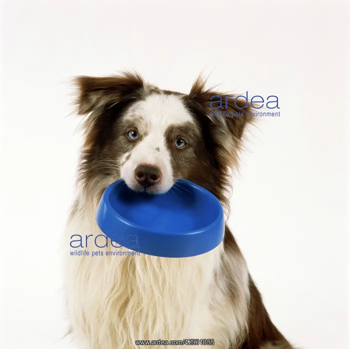  : DOG - Border Collie holding bowl in its mouth