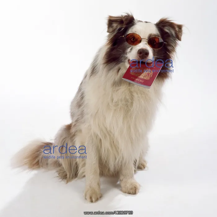 : DOG - Border Collie holding passport and wearing sunglasses : DOG - Border Collie holding passport and wearing sunglasses