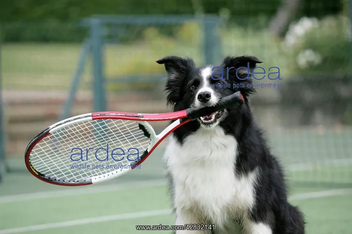  : Dog - Border Collie holding tennis racket