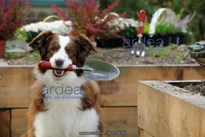  : DOG. Border collie holding trowel in garden