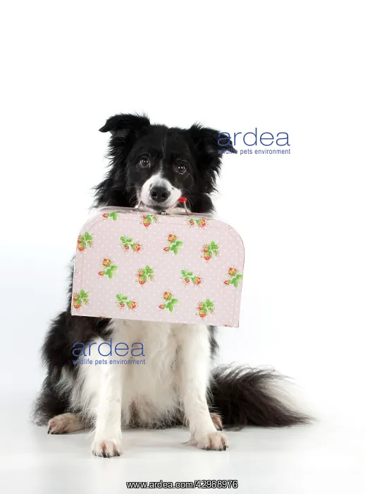 : DOG - Border collie holiding small suitcase : DOG - Border collie holiding small suitcase