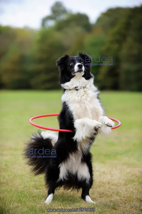 : DOG. Border collie hoola hooping : DOG. Border collie hoola hooping
