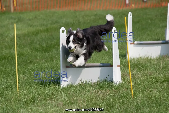 : Dog - Border Collie jumping at dog agility event : Dog - Border Collie jumping at dog agility event
