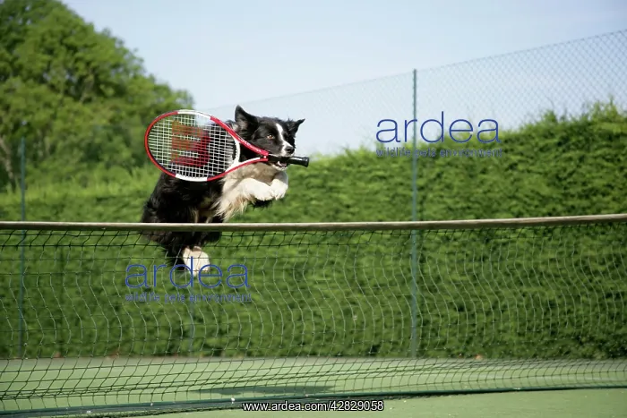 : Dog - Border collie jumping over tennis net with : Dog - Border collie jumping over tennis net with
