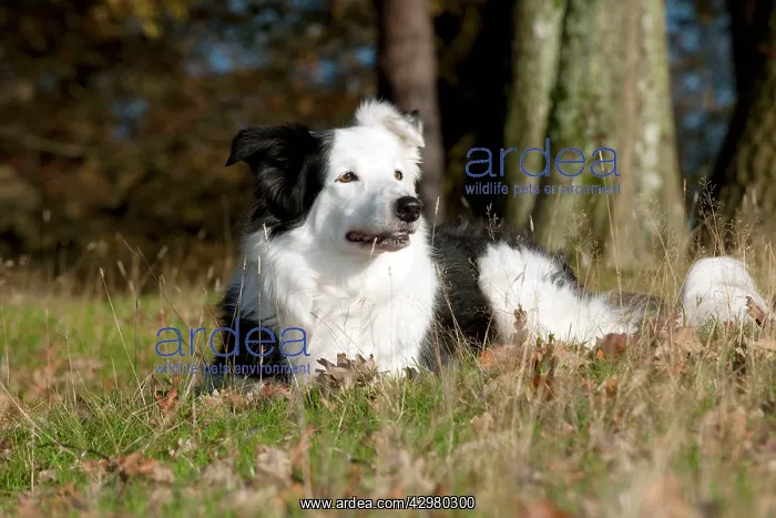  : DOG - Border collie laying down