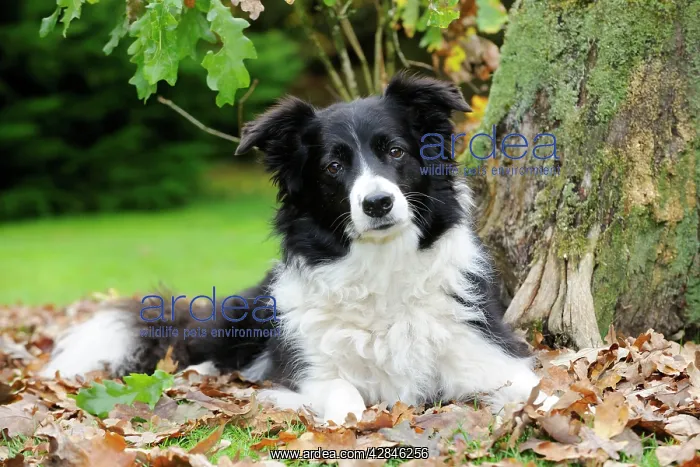  : DOG. Border collie in leaves