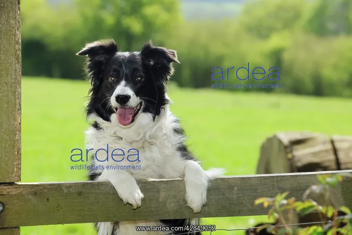  : DOG. Border collie looking over fence