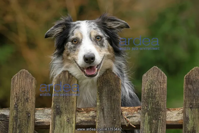 : DOG, Border Collie, looking over a fence : DOG, Border Collie, looking over a fence