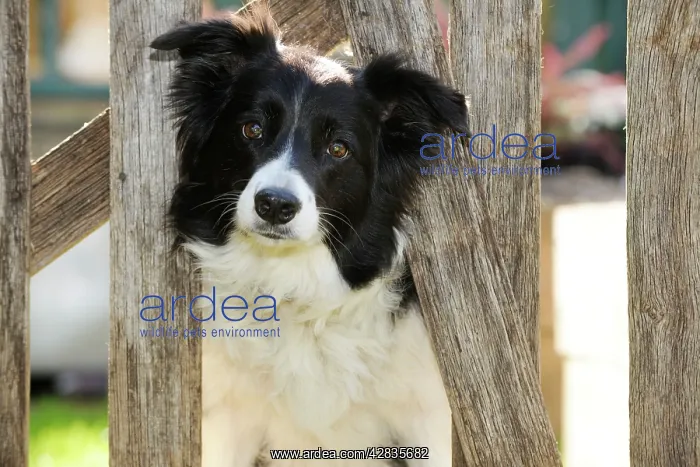  : DOG. Border collie looking through garden fence