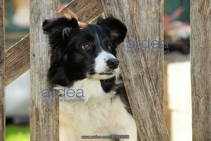  : DOG. Border collie looking through garden fence