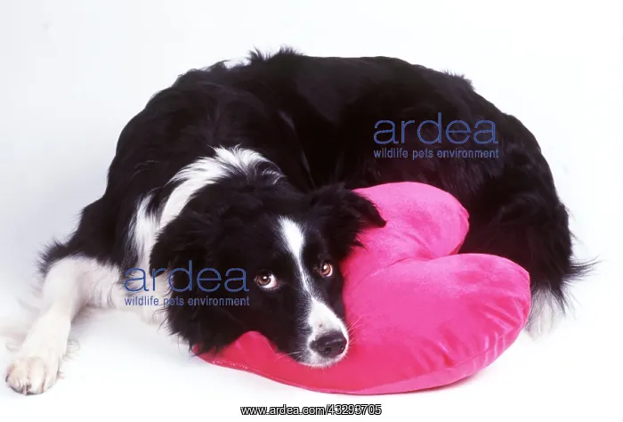 : DOG - Border Collie looking sad with head on heart cushion : DOG - Border Collie looking sad with head on heart cushion