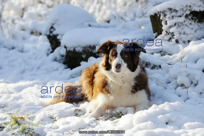  : DOG. Border collie lying in the snow