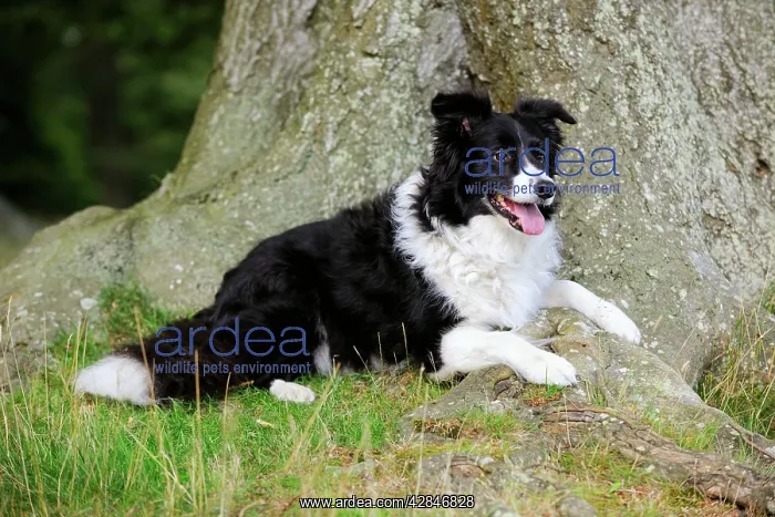  : Dog. Border Collie lying by tree