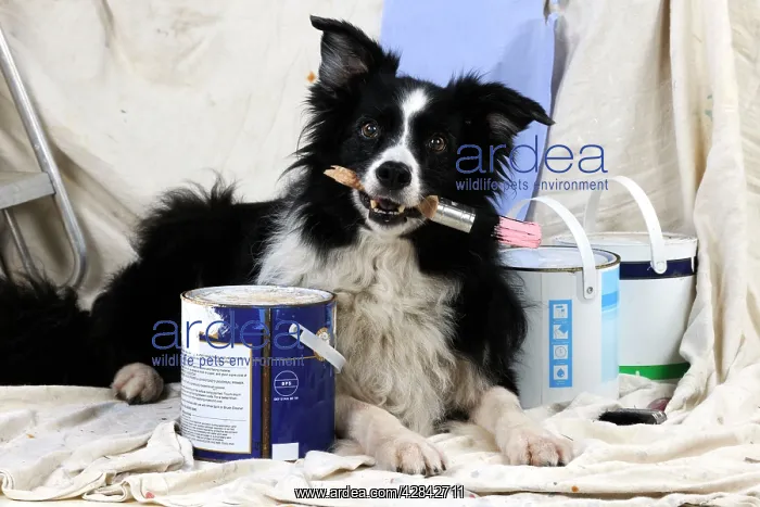  : DOG. Border collie painting and decorating