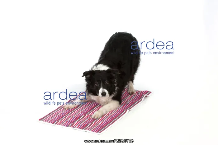 : DOG -Border Collie - play bow on towel - Yoga : DOG -Border Collie - play bow on towel - Yoga