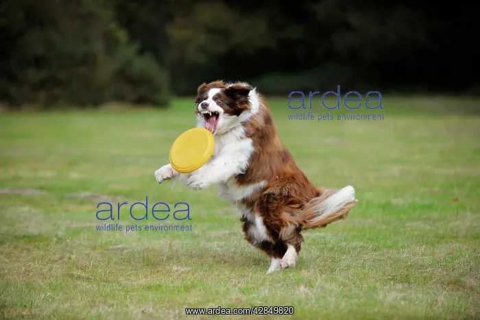  : DOG. Border collie playing with frisbee