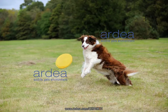  : DOG. Border collie playing with frisbee
