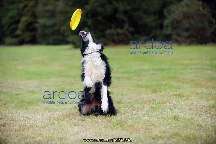  : DOG. Border collie playing with frisbee