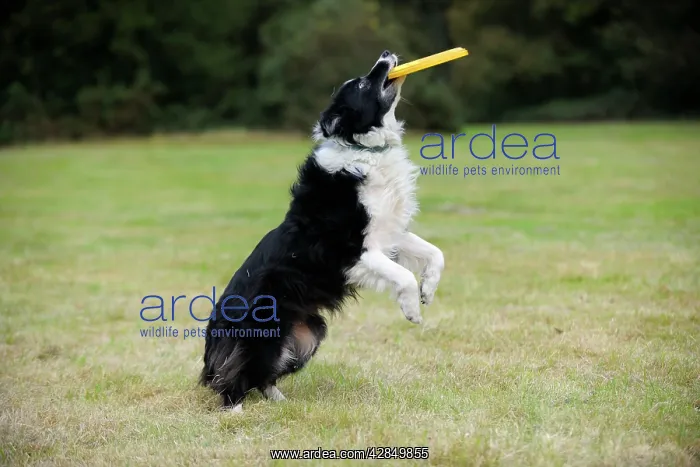  : DOG. Border collie playing with frisbee