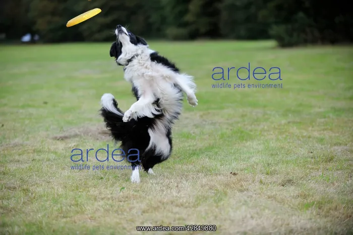  : DOG. Border collie playing with frisbee