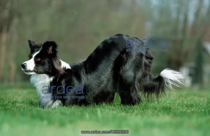  : Dog - Border Collie playing in garden