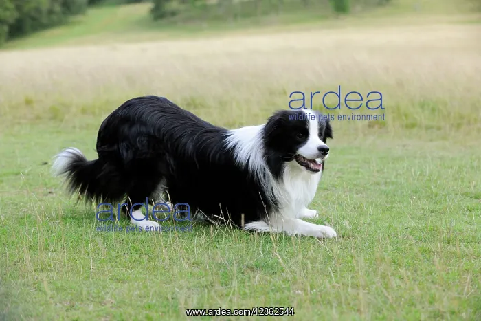  : Dog. Border Collie playing on grass