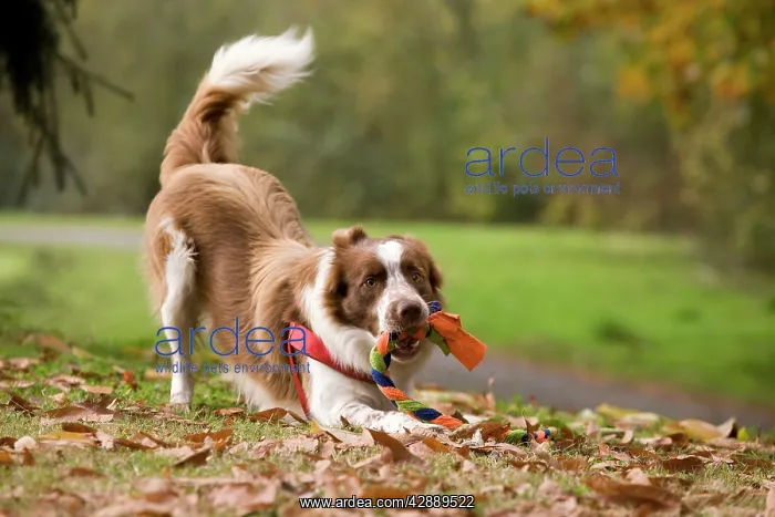 : Dog - Border Collie playing with plaited rope toy : Dog - Border Collie playing with plaited rope toy