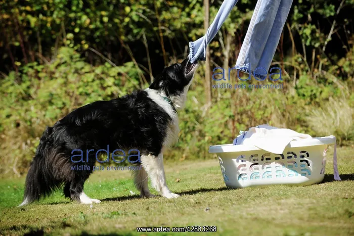  : DOG. Border collie pulling washing off washing line