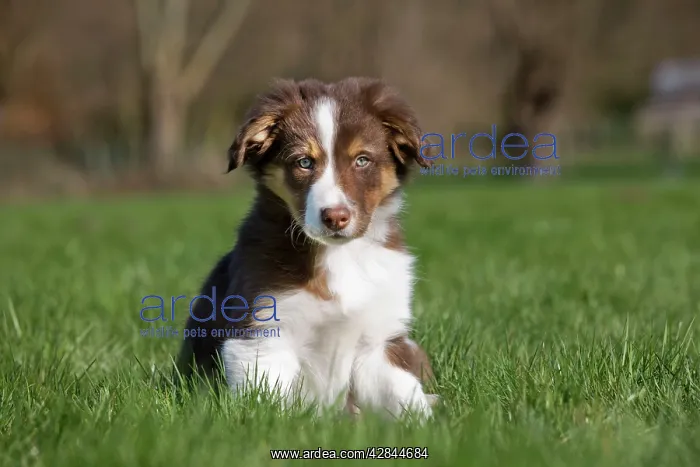  : Dog Border Collie pup