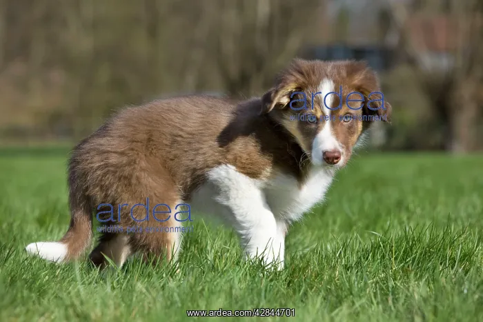  : Dog Border Collie pup