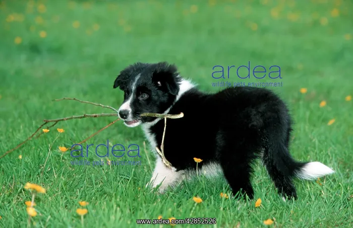 : Dog - Border Collie pup playing with branch