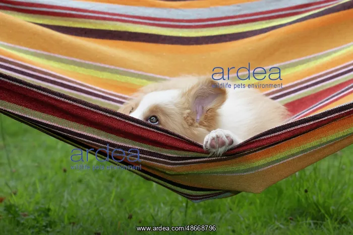  : DOG. Border Collie puppy, 11 weeks old, Red  /  Sandy and