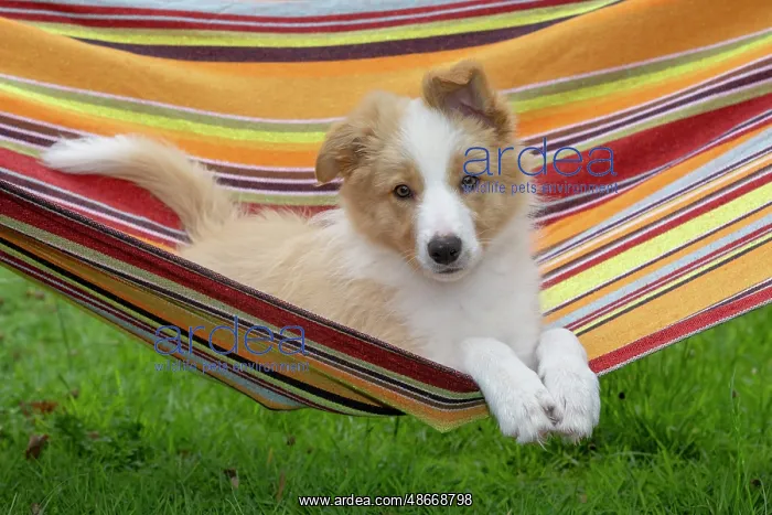  : DOG. Border Collie puppy, 11 weeks old, Red  /  Sandy and
