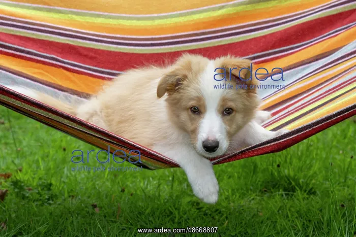  : DOG. Border Collie puppy, 11 weeks old, Red  /  Sandy and
