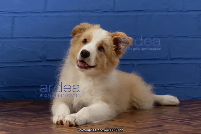  : DOG. Border Collie puppy, 11 weeks old, Red  /  Sandy and