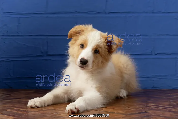  : DOG. Border Collie puppy, 11 weeks old, Red  /  Sandy and