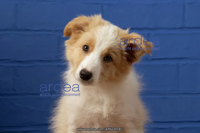 : DOG. Border Collie puppy, 11 weeks old, Red / Sandy and : DOG. Border Collie puppy, 11 weeks old, Red / Sandy and