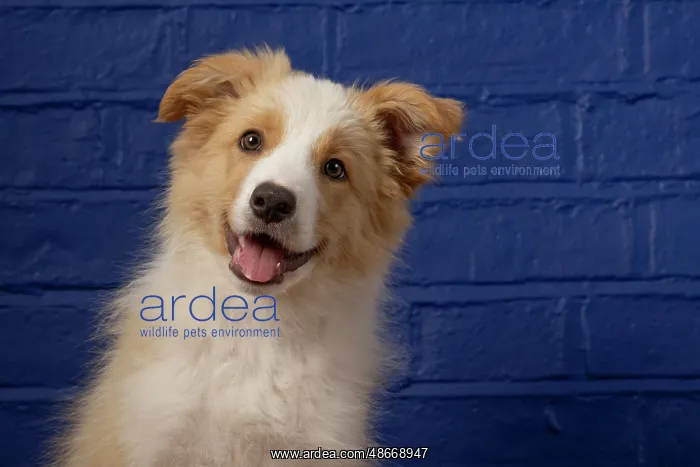 : DOG. Border Collie puppy, 11 weeks old, Red / Sandy and : DOG. Border Collie puppy, 11 weeks old, Red / Sandy and