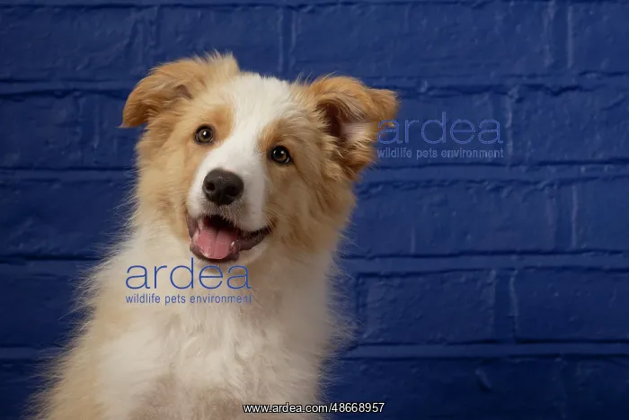 : DOG. Border Collie puppy, 11 weeks old, Red / Sandy and : DOG. Border Collie puppy, 11 weeks old, Red / Sandy and