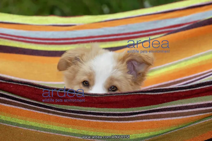 : DOG. Border Collie puppy, 11 weeks old, Red / Sandy and : DOG. Border Collie puppy, 11 weeks old, Red / Sandy and