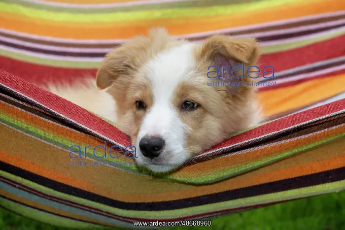 : DOG. Border Collie puppy, 11 weeks old, Red / Sandy and : DOG. Border Collie puppy, 11 weeks old, Red / Sandy and